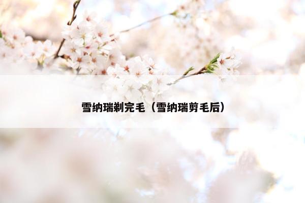 雪纳瑞剃完毛（雪纳瑞剪毛后）