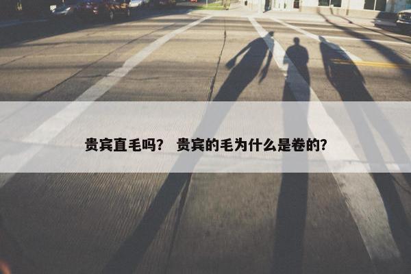 贵宾直毛吗？ 贵宾的毛为什么是卷的？