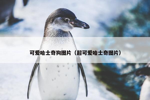 可爱哈士奇狗图片（超可爱哈士奇图片）