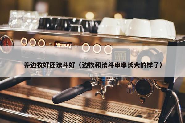 养边牧好还法斗好（边牧和法斗串串长大的样子）