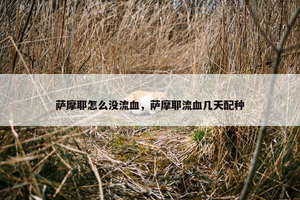 萨摩耶怎么没流血，萨摩耶流血几天配种