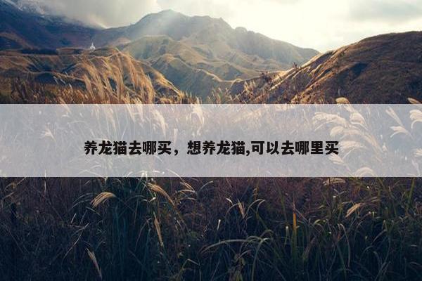 养龙猫去哪买，想养龙猫,可以去哪里买