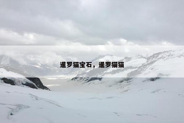 暹罗猫宝石，暹罗猫猫