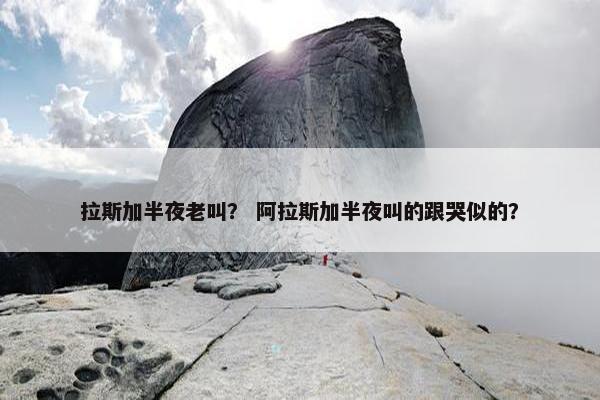 拉斯加半夜老叫？ 阿拉斯加半夜叫的跟哭似的？