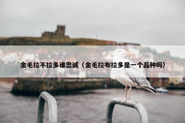 金毛拉不拉多谁忠诚（金毛拉布拉多是一个品种吗）