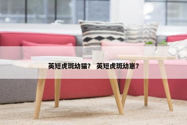 英短虎斑幼猫？ 英短虎斑幼崽？
