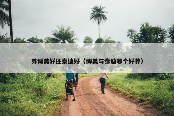 养博美好还泰迪好（博美与泰迪哪个好养）