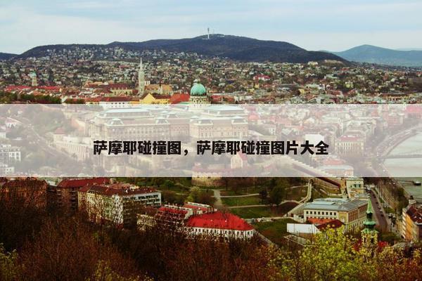 萨摩耶碰撞图，萨摩耶碰撞图片大全