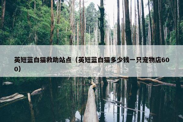 英短蓝白猫救助站点（英短蓝白猫多少钱一只宠物店600）