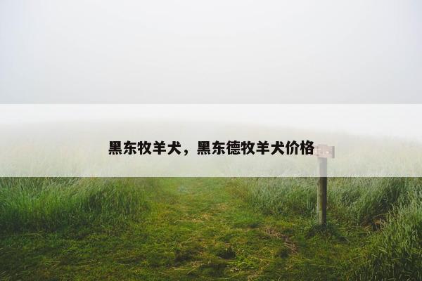 黑东牧羊犬，黑东德牧羊犬价格