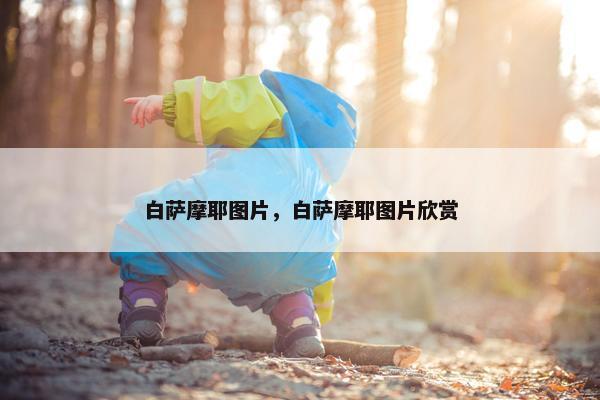 白萨摩耶图片，白萨摩耶图片欣赏
