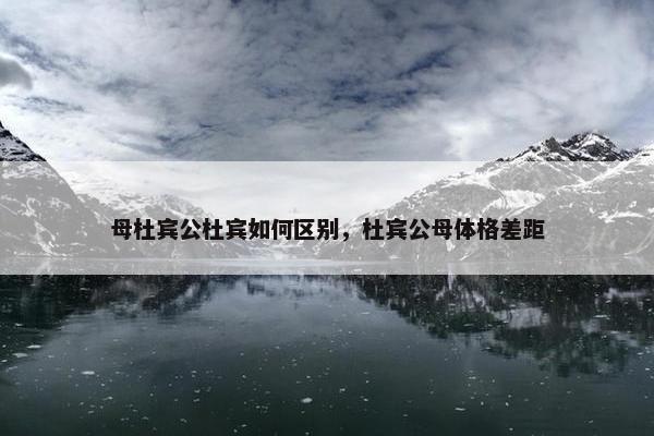 母杜宾公杜宾如何区别，杜宾公母体格差距