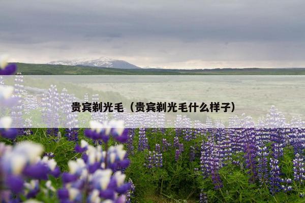 贵宾剃光毛（贵宾剃光毛什么样子）