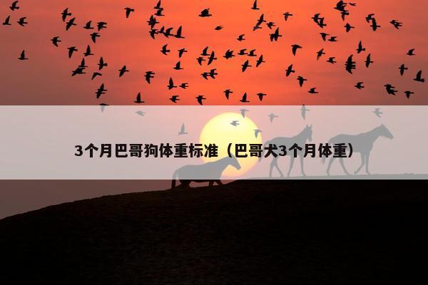 3个月巴哥狗体重标准（巴哥犬3个月体重）