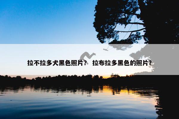 拉不拉多犬黑色照片？ 拉布拉多黑色的照片？