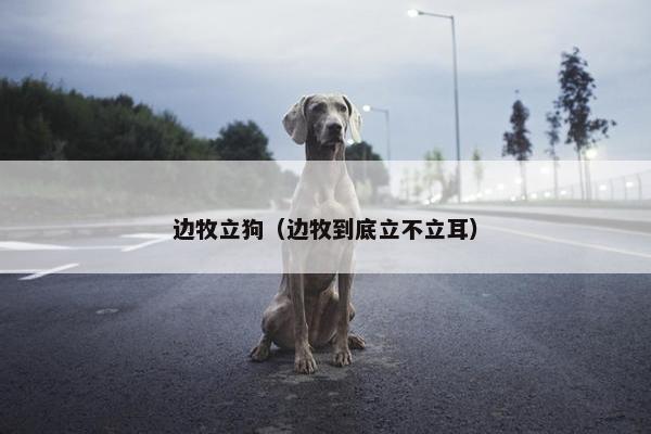 边牧立狗（边牧到底立不立耳）