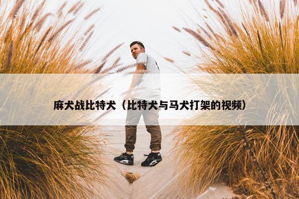 麻犬战比特犬（比特犬与马犬打架的视频）
