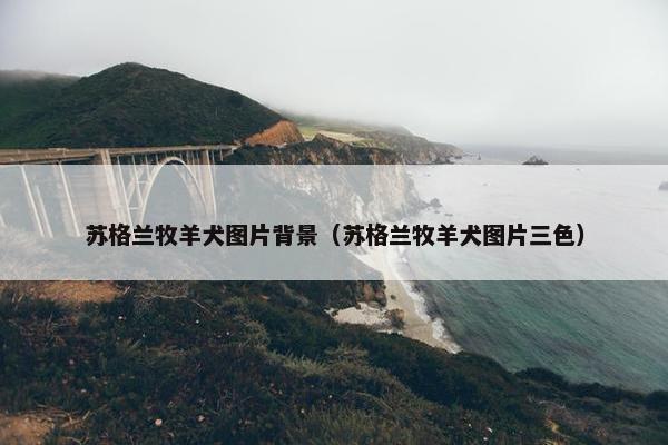 苏格兰牧羊犬图片背景（苏格兰牧羊犬图片三色）