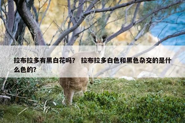 拉布拉多有黑白花吗？ 拉布拉多白色和黑色杂交的是什么色的？