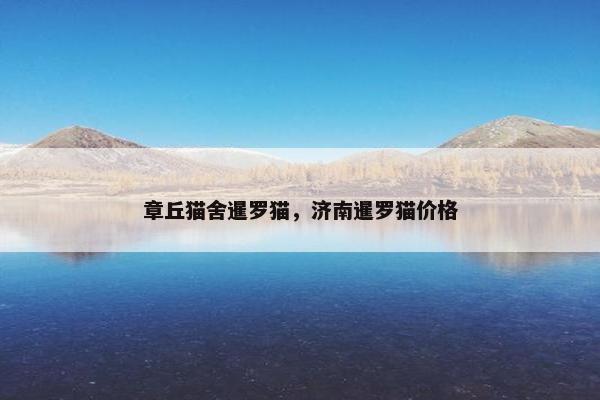 章丘猫舍暹罗猫，济南暹罗猫价格