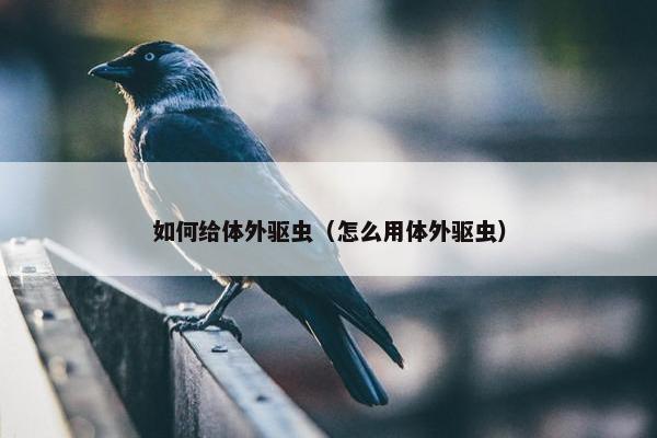 如何给体外驱虫（怎么用体外驱虫）