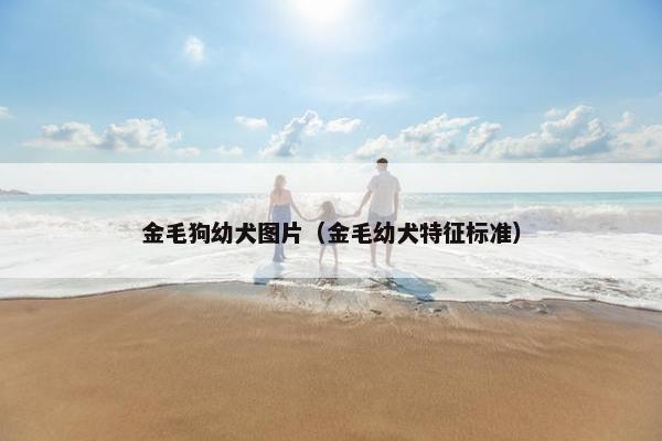 金毛狗幼犬图片（金毛幼犬特征标准）
