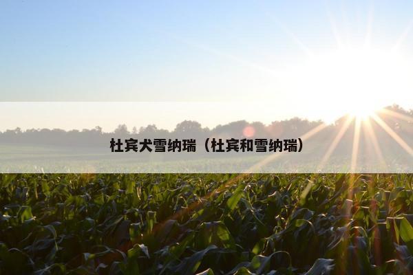 杜宾犬雪纳瑞（杜宾和雪纳瑞）