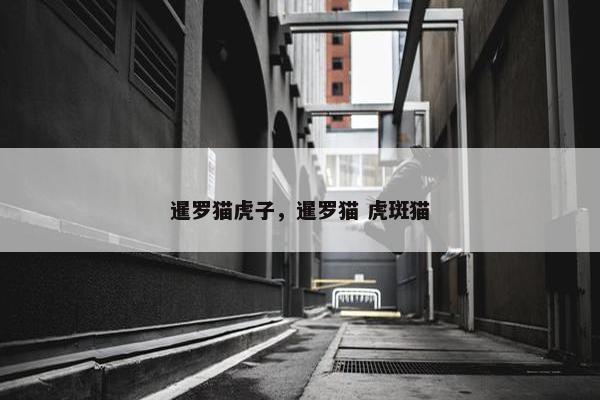 暹罗猫虎子，暹罗猫 虎斑猫