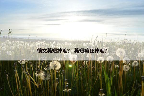 德文英短掉毛？ 英短疯狂掉毛？