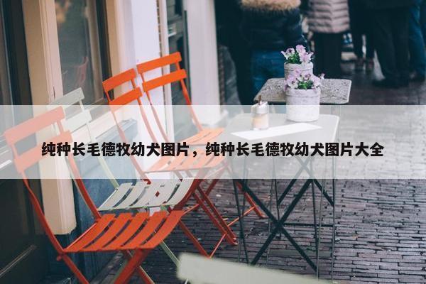 纯种长毛德牧幼犬图片，纯种长毛德牧幼犬图片大全
