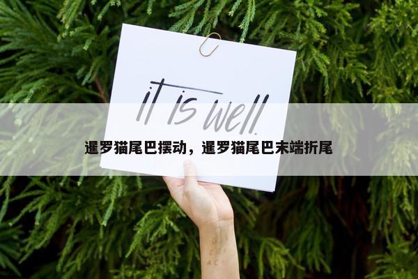 暹罗猫尾巴摆动，暹罗猫尾巴末端折尾