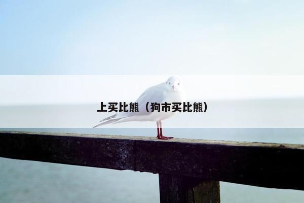 上买比熊（狗市买比熊）