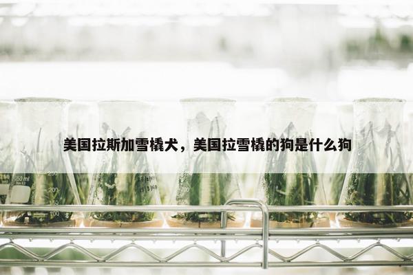 美国拉斯加雪橇犬，美国拉雪橇的狗是什么狗
