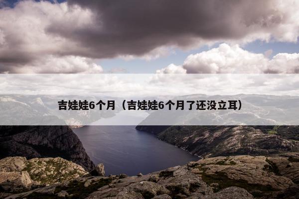 吉娃娃6个月（吉娃娃6个月了还没立耳）