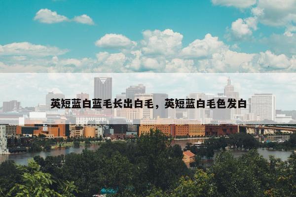 英短蓝白蓝毛长出白毛，英短蓝白毛色发白