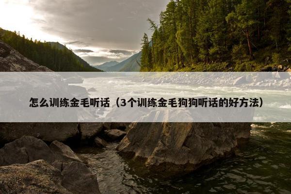 怎么训练金毛听话（3个训练金毛狗狗听话的好方法）