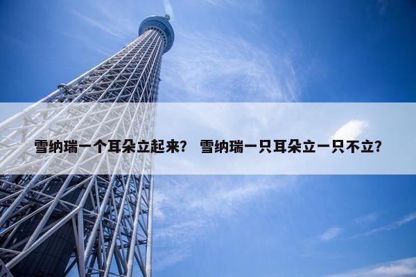 雪纳瑞一个耳朵立起来？ 雪纳瑞一只耳朵立一只不立？