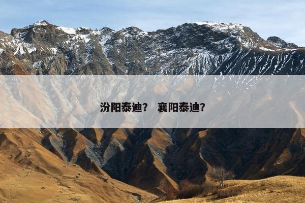 汾阳泰迪？ 襄阳泰迪？