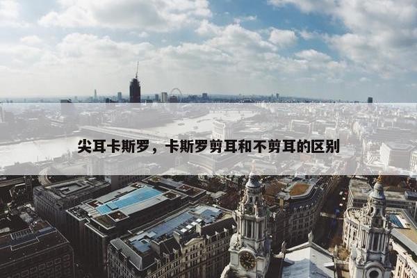 尖耳卡斯罗，卡斯罗剪耳和不剪耳的区别