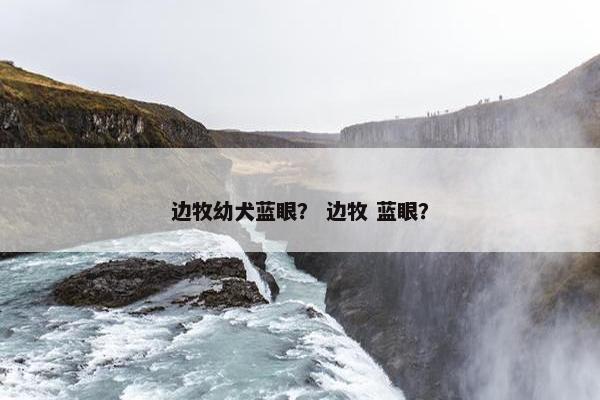 边牧幼犬蓝眼？ 边牧 蓝眼？