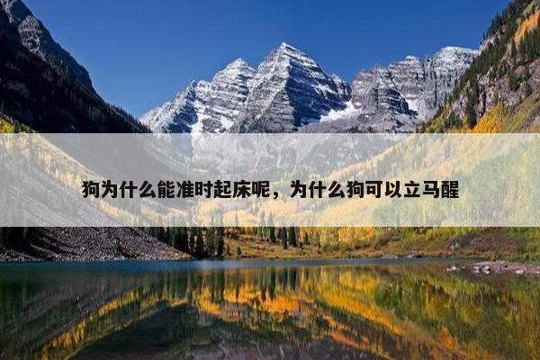 狗为什么能准时起床呢，为什么狗可以立马醒