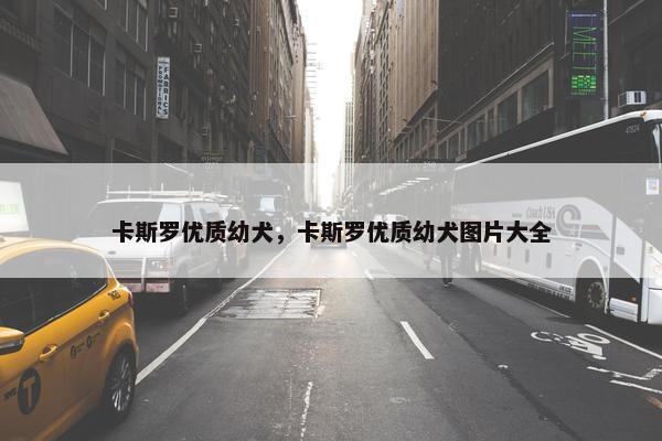 卡斯罗优质幼犬，卡斯罗优质幼犬图片大全