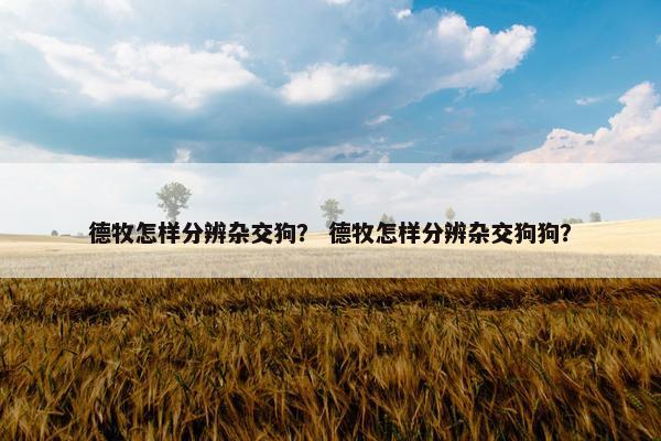 德牧怎样分辨杂交狗？ 德牧怎样分辨杂交狗狗？