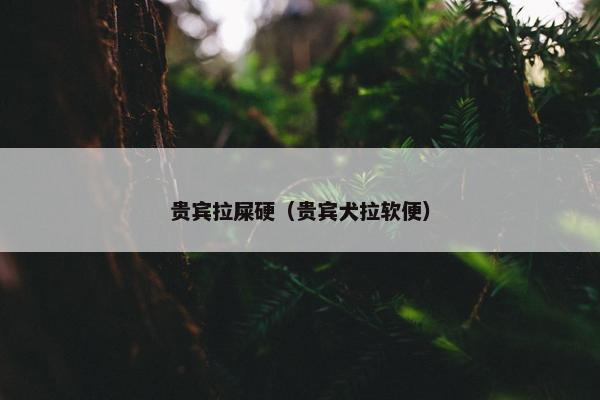 贵宾拉屎硬（贵宾犬拉软便）