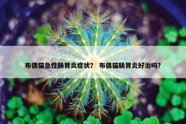 布偶猫急性肠胃炎症状？ 布偶猫肠胃炎好治吗？