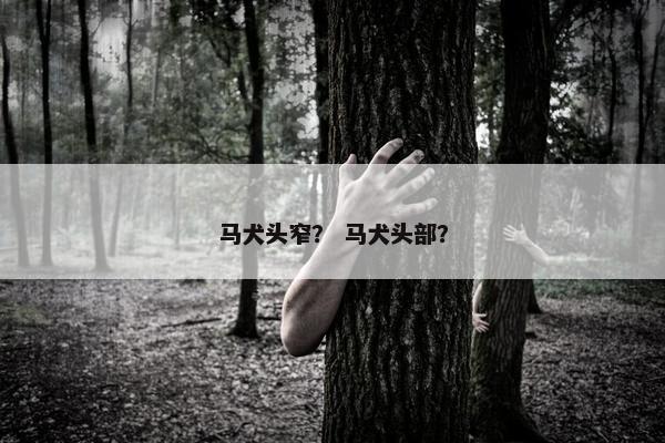 马犬头窄？ 马犬头部？