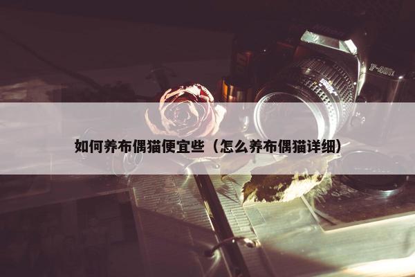 如何养布偶猫便宜些（怎么养布偶猫详细）