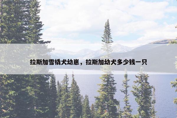 拉斯加雪橇犬幼崽，拉斯加幼犬多少钱一只