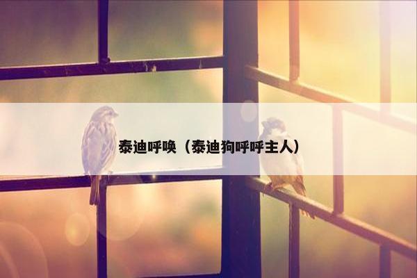 泰迪呼唤（泰迪狗呼呼主人）