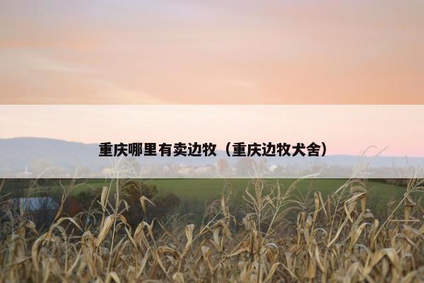 重庆哪里有卖边牧（重庆边牧犬舍）